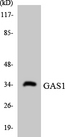 GAS1 Antibody - Western blot analysis of the lysates from HeLa cells using GAS1 antibody.