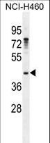 GAS1 Antibody - GAS1 Antibody western blot of NCI-H460 cell line lysates (35 ug/lane). The GAS1 antibody detected the GAS1 protein (arrow).