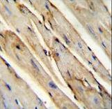 GAS1 Antibody - GAS1 Antibody immunohistochemistry of formalin-fixed and paraffin-embedded mouse heart tissue tissue followed by peroxidase-conjugated secondary antibody and DAB staining.