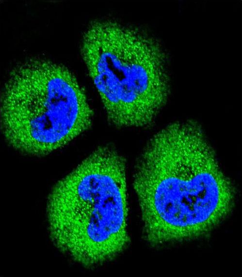 GAS1 Antibody - Confocal immunofluorescence of GAS1 Antibody with NCI-H460 cell followed by Alexa Fluor 488-conjugated goat anti-rabbit lgG (green). DAPI was used to stain the cell nuclear (blue).