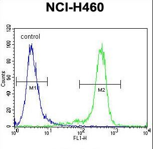 GAS1 Antibody - GAS1 Antibody flow cytometry of NCI-H460 cells (right histogram) compared to a negative control cell (left histogram). FITC-conjugated goat-anti-rabbit secondary antibodies were used for the analysis.