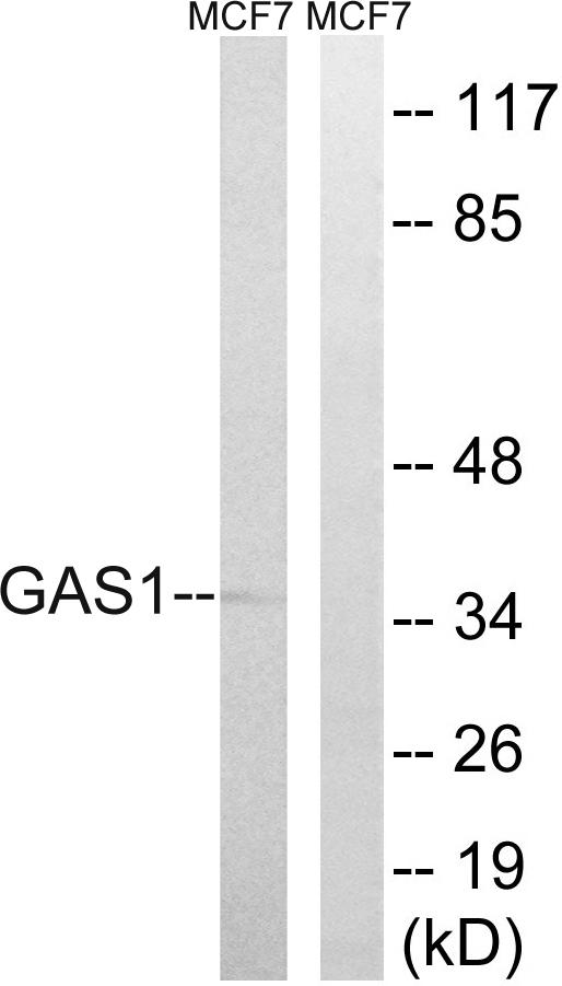 GAS1 Antibody - Western blot analysis of extracts from MCF-7 cells, using GAS1 antibody.