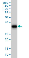GAS2 Antibody - GAS2 monoclonal antibody (M01), clone 4E11 Western Blot analysis of GAS2 expression in NIH/3T3.