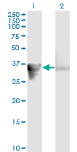 GAS2 Antibody - Western Blot analysis of GAS2 expression in transfected 293T cell line by GAS2 monoclonal antibody (M01), clone 4E11.Lane 1: GAS2 transfected lysate(34.9 KDa).Lane 2: Non-transfected lysate.