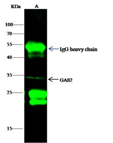 GAS2 Antibody - GAS2 was immunoprecipitated using: Lane A: 0.5 mg 293T Whole Cell Lysate. 1 uL anti-GAS2 rabbit polyclonal antibody and 60 ug of Immunomagnetic beads Protein G. Primary antibody: Anti-GAS2 rabbit polyclonal antibody, at 1:500 dilution. Secondary antibody: Dylight 800-labeled antibody to rabbit IgG (H+L), at 1:5000 dilution. Developed using the odssey technique. Performed under reducing conditions. Predicted band size: 35 kDa. Observed band size: 35 kDa.