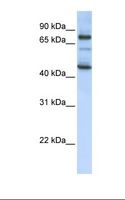 GAS2L1 Antibody - MCF7 cell lysate. Antibody concentration: 1.0 ug/ml. Gel concentration: 12%.  This image was taken for the unconjugated form of this product. Other forms have not been tested.
