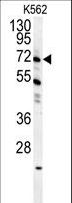 GAS2L1 Antibody - GAS2L1 Antibody western blot of K562 cell line lysates (35 ug/lane). The GAS2L1 antibody detected the GAS2L1 protein (arrow).