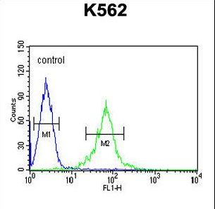 GAS2L1 Antibody - GAS2L1 Antibody flow cytometry of K562 cells (right histogram) compared to a negative control cell (left histogram). FITC-conjugated goat-anti-rabbit secondary antibodies were used for the analysis.