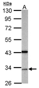 GAS2L1 Antibody - Sample (50 ug of whole cell lysate). A: mouse brain. 10% SDS PAGE. GAS2L1 antibody diluted at 1:500.