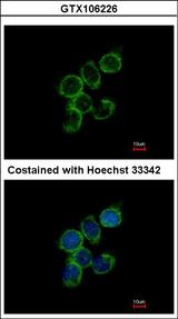 GAS2L1 Antibody - Immunofluorescence of methanol-fixed A431 using GAS2L1 antibody at 1:500 dilution.