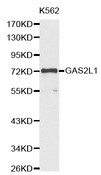 GAS2L1 Antibody - Western blot analysis of extracts of K562 cell lines.