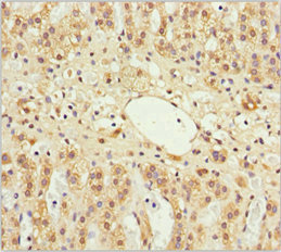GAS2L1 Antibody - Immunohistochemistry of paraffin-embedded human adrenal gland tissue at dilution 1:100