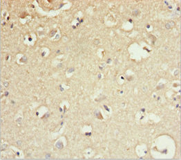 GAS2L1 Antibody - Immunohistochemistry of paraffin-embedded human brain tissue at dilution 1:100