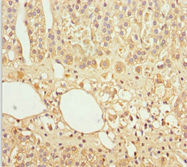 GAS2L1 Antibody - Immunohistochemistry of paraffin-embedded human adrenal gland tissue at dilution 1:100