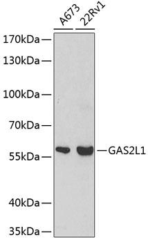 GAS2L1 Antibody - Western blot analysis of extracts of various cell lines using GAS2L1 Polyclonal Antibody at dilution of 1:500.