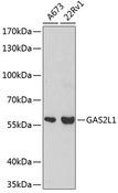 GAS2L1 Antibody - Western blot analysis of extracts of various cell lines using GAS2L1 Polyclonal Antibody at dilution of 1:500.