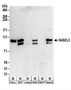 GAS2L3 Antibody - Detection of Human GAS2L3 by Western Blot. Samples: Whole cell lysate (50 ug) from HeLa, 293T, Jurkat, K562, MCF7, and Hep G2 cells. Antibodies: Affinity purified rabbit anti-GAS2L3 antibody used for WB at 0.1 ug/ml. Detection: Chemiluminescence with an exposure time of 3 minutes.