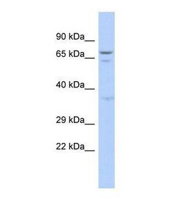 GAS2L3 Antibody - Western blot of Human 293T. GAS2L3 antibody dilution 1.0 ug/ml.  This image was taken for the unconjugated form of this product. Other forms have not been tested.