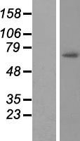 GAS2L3 Protein - Western validation with an anti-DDK antibody * L: Control HEK293 lysate R: Over-expression lysate