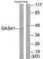 GAS41 Antibody - Western blot analysis of lysates from mouse lung, using GAS41 Antibody. The lane on the right is blocked with the synthesized peptide.