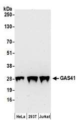 GAS41 Antibody - Detection of human GAS41 by western blot. Samples: Whole cell lysate (50 µg) from HeLa, HEK293T, and Jurkat cells prepared using NETN lysis buffer. Antibodies: Affinity purified rabbit anti-GAS41 antibody used for WB at 0.1 µg/ml. Detection: Chemiluminescence with an exposure time of 30 seconds.