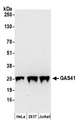 GAS41 Antibody - Detection of human GAS41 by western blot. Samples: Whole cell lysate (50 µg) from HeLa, HEK293T, and Jurkat cells prepared using NETN lysis buffer. Antibodies: Affinity purified rabbit anti-GAS41 antibody used for WB at 0.1 µg/ml. Detection: Chemiluminescence with an exposure time of 30 seconds.