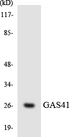 GAS41 Antibody - Western blot analysis of the lysates from HT-29 cells using GAS41 antibody.