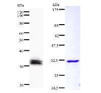 GAS41 Antibody - Left : Western blot analysis of immunized recombinant protein, using anti-YEATS4 monoclonal antibody. Right : CBB staining of immunized recombinant protein.