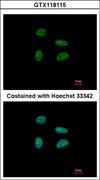 GAS41 Antibody - Immunofluorescence of paraformaldehyde-fixed A549, using GAS41 antibody at 1:500 dilution.