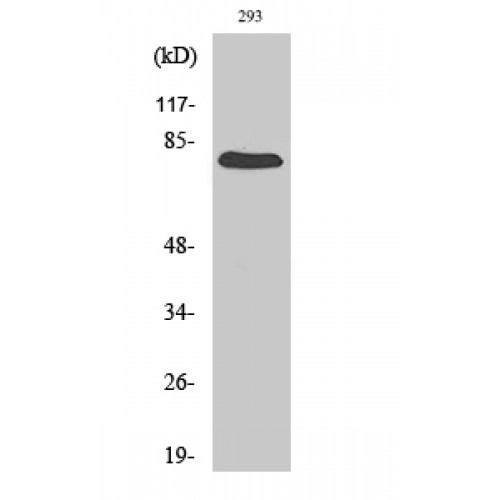 GAS6 Antibody - Western blot of Gas6 antibody