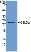 GAS6 Antibody - Western Blot; Sample: Recombinant GAS6, Human.