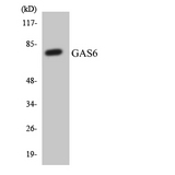 GAS6 Antibody - Western blot analysis of the lysates from HT-29 cells using GAS6 antibody.
