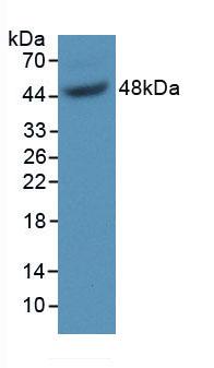GAS6 Antibody - Western Blot; Sample: Recombinant GAS6, Mouse.