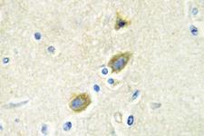 GAS6 Antibody - IHC of Gas6 (G309) pAb in paraffin-embedded human brain tissue.