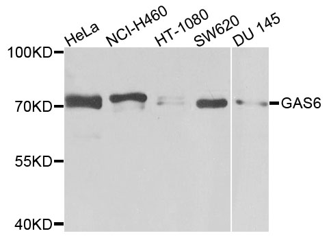 GAS6 Antibody - Western blot analysis of extracts of various cells.