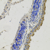 GAS6 Antibody - Immunohistochemistry of paraffin-embedded mouse lung tissue.