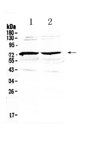 GAS6 Antibody - Western blot - Anti-GAS 6 Picoband Antibody