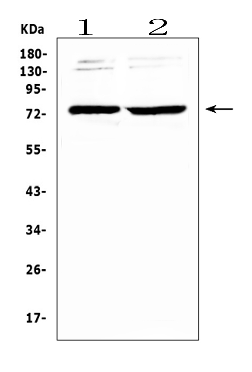 GAS6 Antibody - Western blot analysis of GAS 6 using anti-GAS 6 antibody. Electrophoresis was performed on a 5-20% SDS-PAGE gel at 70V (Stacking gel) / 90V (Resolving gel) for 2-3 hours. The sample well of each lane was loaded with 50ug of sample under reducing conditions. Lane 1: rat brain tissue lysates, Lane 2: mouse brain tissue lysates. After Electrophoresis, proteins were transferred to a Nitrocellulose membrane at 150mA for 50-90 minutes. Blocked the membrane with 5% Non-fat Milk/ TBS for 1.5 hour at RT. The membrane was incubated with rabbit anti-GAS 6 antigen affinity purified polyclonal antibody at 0.5 µg/mL overnight at 4°C, then washed with TBS-0.1% Tween 3 times with 5 minutes each and probed with a goat anti-rabbit IgG-HRP secondary antibody at a dilution of 1:10000 for 1.5 hour at RT. The signal is developed using an Enhanced Chemiluminescent detection (ECL) kit with Tanon 5200 system. A specific band was detected for GAS 6 at approximately 75KD. The expected band size for GAS 6 is at 79KD.