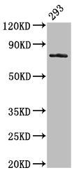 GAS6 Antibody - Positive Western Blot detected in 293 whole cell lysate. All lanes: GAS6 antibody at 3.2 µg/ml Secondary Goat polyclonal to rabbit IgG at 1/50000 dilution. Predicted band size: 80, 75, 69, 45, 42 KDa. Observed band size: 80 KDa