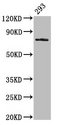 GAS6 Antibody - Positive Western Blot detected in 293 whole cell lysate. All lanes: GAS6 antibody at 3.2 µg/ml Secondary Goat polyclonal to rabbit IgG at 1/50000 dilution. Predicted band size: 80, 75, 69, 45, 42 KDa. Observed band size: 80 KDa