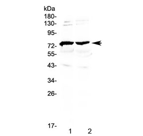 GAS6 Antibody - Western blot testing of 1) mouse brain and 2) rat brain lysate with GAS6 antibody at 0.5ug/ml. Predicted molecular weight ~80 kDa.
