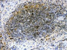 GAS6 Antibody - IHC testing of FFPE mouse spleen tissue with GAS6 antibody at 1ug/ml. Required HIER: steam section in pH6 citrate buffer for 20 min and allow to cool prior to testing.
