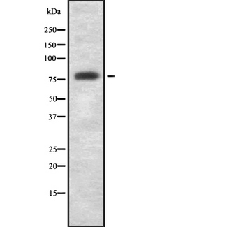 GAS6 Antibody - Western blot analysis GAS6 using RAW264.7 whole cells lysates
