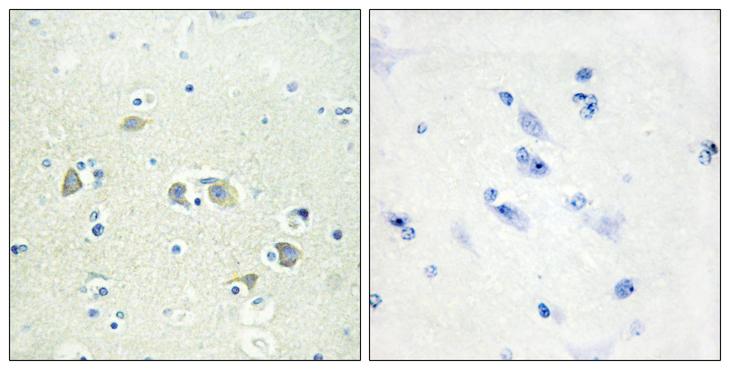 GAS6 Antibody - Peptide - + Immunohistochemistry analysis of paraffin-embedded human brain tissue using GAS6 antibody.