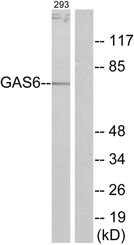 GAS6 Antibody - Western blot analysis of extracts from 293 cells, using GAS6 antibody.