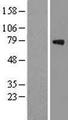GAS6 Protein - Western validation with an anti-DDK antibody * L: Control HEK293 lysate R: Over-expression lysate