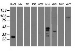 GAS7 Antibody - Western blot of extracts (35 ug) from 9 different cell lines by using anti-GAS7 monoclonal antibody.