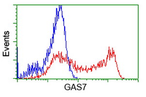 GAS7 Antibody - HEK293T cells transfected with either overexpress plasmid (Red) or empty vector control plasmid (Blue) were immunostained by anti-GAS7 antibody, and then analyzed by flow cytometry.