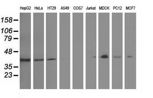 GAS7 Antibody - Western blot of extracts (35 ug) from 9 different cell lines by using anti-GAS7 monoclonal antibody.