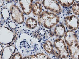GAS7 Antibody - IHC of paraffin-embedded Human Kidney tissue using anti-GAS7 mouse monoclonal antibody. (Dilution 1:50).